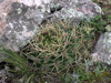 Gymnocalycium monvillei