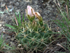 Gymnocalycium monvillei