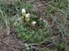 Gymnocalycium monvillei