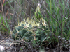 Gymnocalycium monvillei