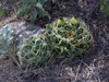 Gymnocalycium monvillei