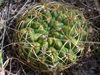 Gymnocalycium monvillei