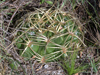 Gymnocalycium monvillei