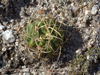 Gymnocalycium monvillei