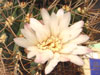 Gymnocalycium mostii