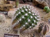 Gymnocalycium mostii