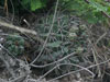 Gymnocalycium mostii