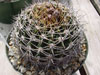 Gymnocalycium mostii