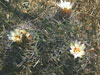 Gymnocalycium mostii