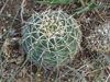 Gymnocalycium mostii