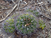 Gymnocalycium mostii