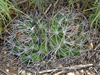 Gymnocalycium mostii