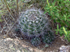 Gymnocalycium mostii