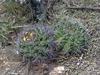 Gymnocalycium mostii