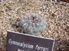 Gymnocalycium glaucum