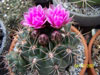 Gymnocalycium neuhuberi