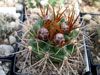 Gymnocalycium neuhuberi