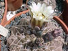 Gymnocalycium ochoterenae