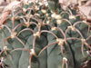 Gymnocalycium ochoterenae