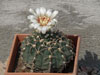 Gymnocalycium ochoterenae