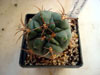 Gymnocalycium oenanthemum