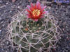 Gymnocalycium oenanthemum