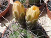 Gymnocalycium paediophilum