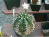 Gymnocalycium paraguayense