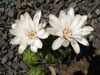 Gymnocalycium paraguayense