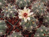 Gymnocalycium pflanzii