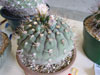 Gymnocalycium pflanzii