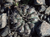 Gymnocalycium fischeri