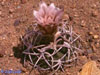 Gymnocalycium pugionacanthum