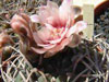 Gymnocalycium pugionacanthum