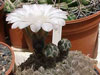 Gymnocalycium quehlianum