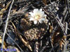 Gymnocalycium quehlianum