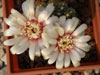 Gymnocalycium quehlianum