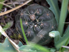 Gymnocalycium quehlianum