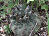 Gymnocalycium quehlianum