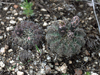 Gymnocalycium quehlianum