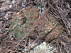 Gymnocalycium quehlianum