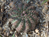 Gymnocalycium quehlianum