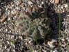 Gymnocalycium quehlianum