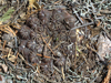 Gymnocalycium quehlianum