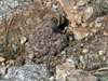 Gymnocalycium quehlianum