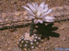 Gymnocalycium ragonesei