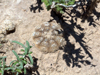 Gymnocalycium ragonesei