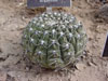 Gymnocalycium riojense