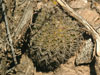 Gymnocalycium riojense