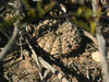 Gymnocalycium riojense